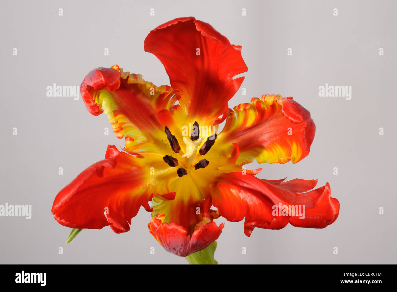 Orange Rouge fleur fleurs tulipes perroquet, les étamines et les stigmates Banque D'Images