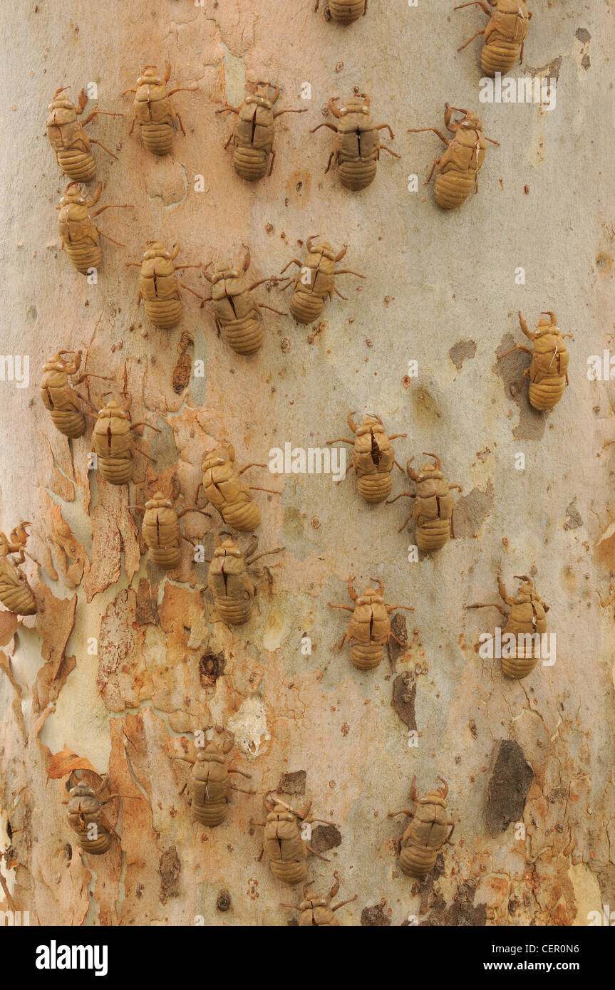 Stag Beetle Chrysalis cas sur l'arbre d'Eucalyptus photographié dans le Queensland, Australie Banque D'Images