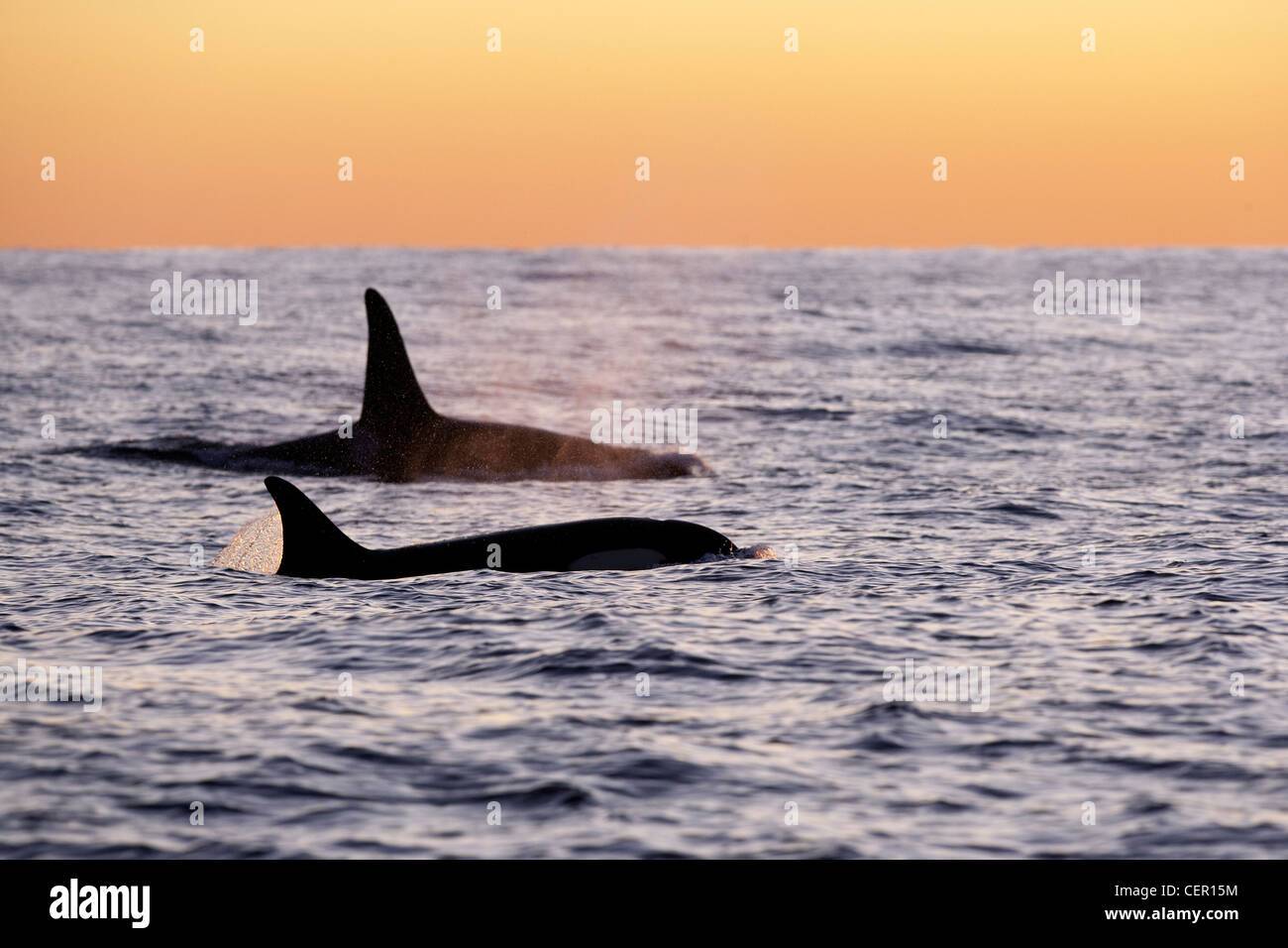 Orca épaulard, Orcinus orca, Océan Atlantique, Norvège Banque D'Images