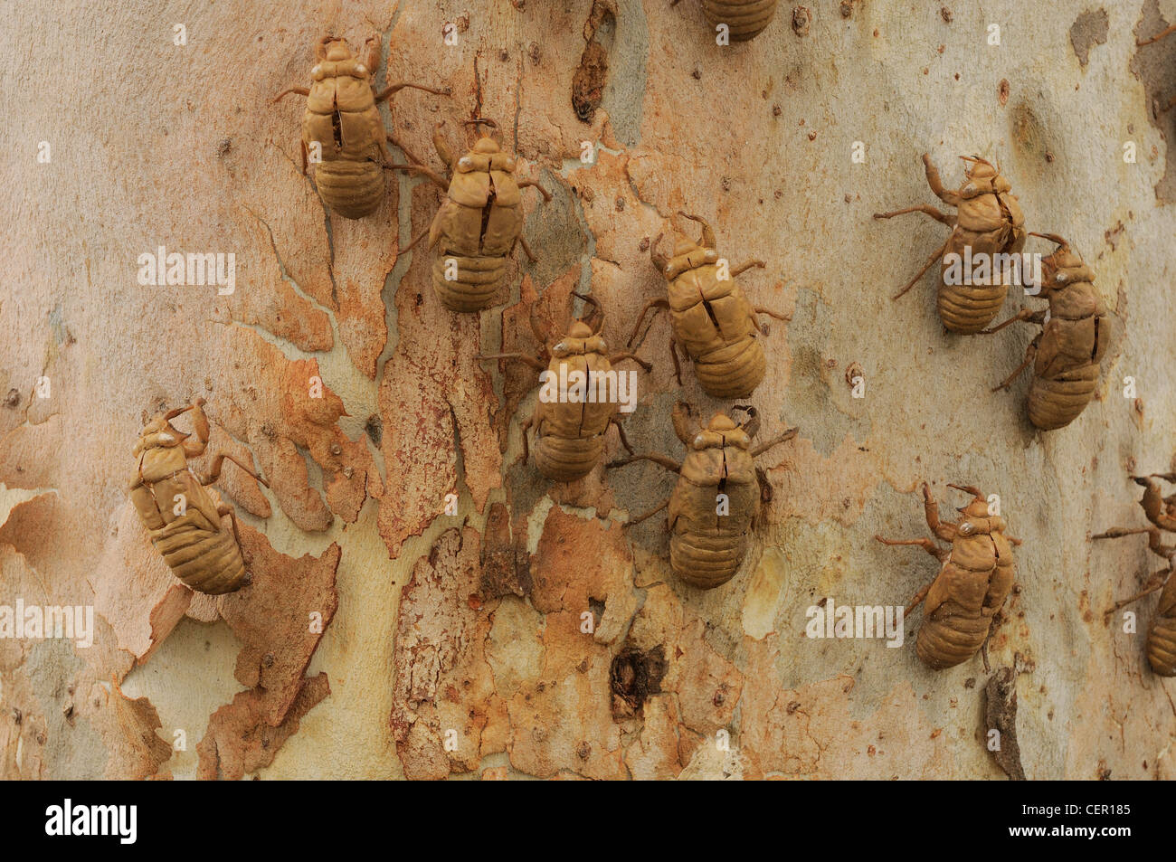 Stag Beetle Chrysalis cas sur l'arbre d'Eucalyptus photographié dans le Queensland, Australie Banque D'Images