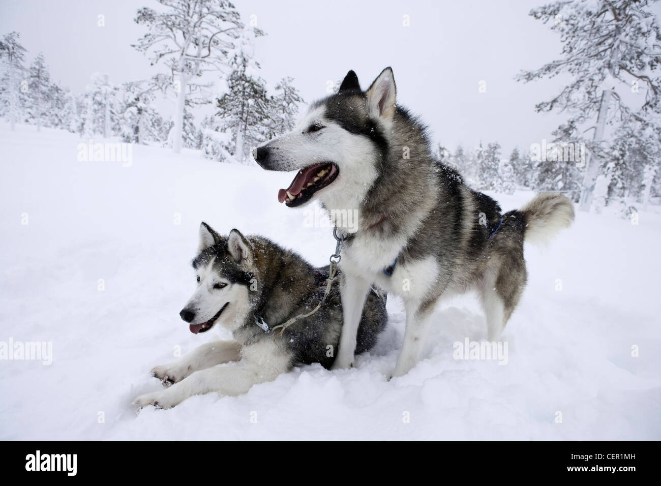 Les chiens de traîneau Husky Sibérien, Canis lupus familiaris, Laponie, Finlande Banque D'Images