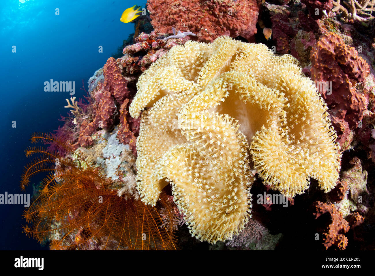 Cuir de champignons coraux mous, Sarcophyton sp., Tubbataha Reef, mer de Sulu aux Philippines Banque D'Images