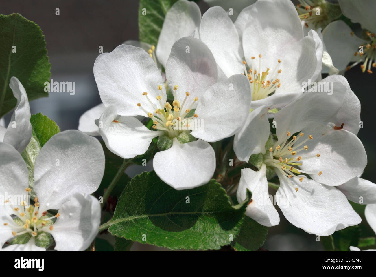 Apple Blossom Dans Le Jardin L Apple Malus Domestica Est Le Fruit Charnu De L Apple Tree Especes De La Famille Des Rosacees Rosaceae C Est L Un Des Plus Largement Cultives Arbres A Fruits Et