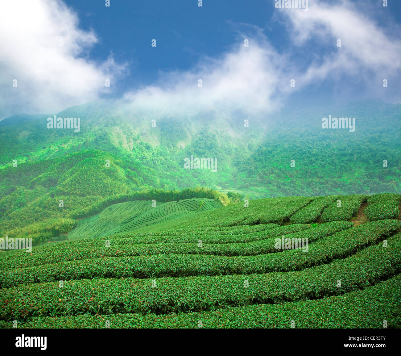 La plantation de thé sur la vallée de haute montagne Banque D'Images