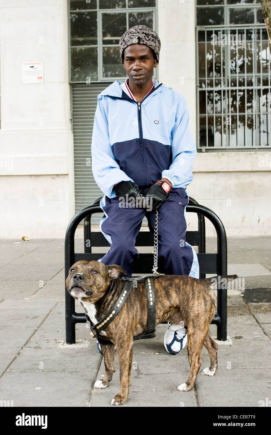 Un homme avec son bull terrier. Staffordshire Bull Terriers sont des chiens musculaire trapu, souvent appelé "keg sur jambes'. Banque D'Images