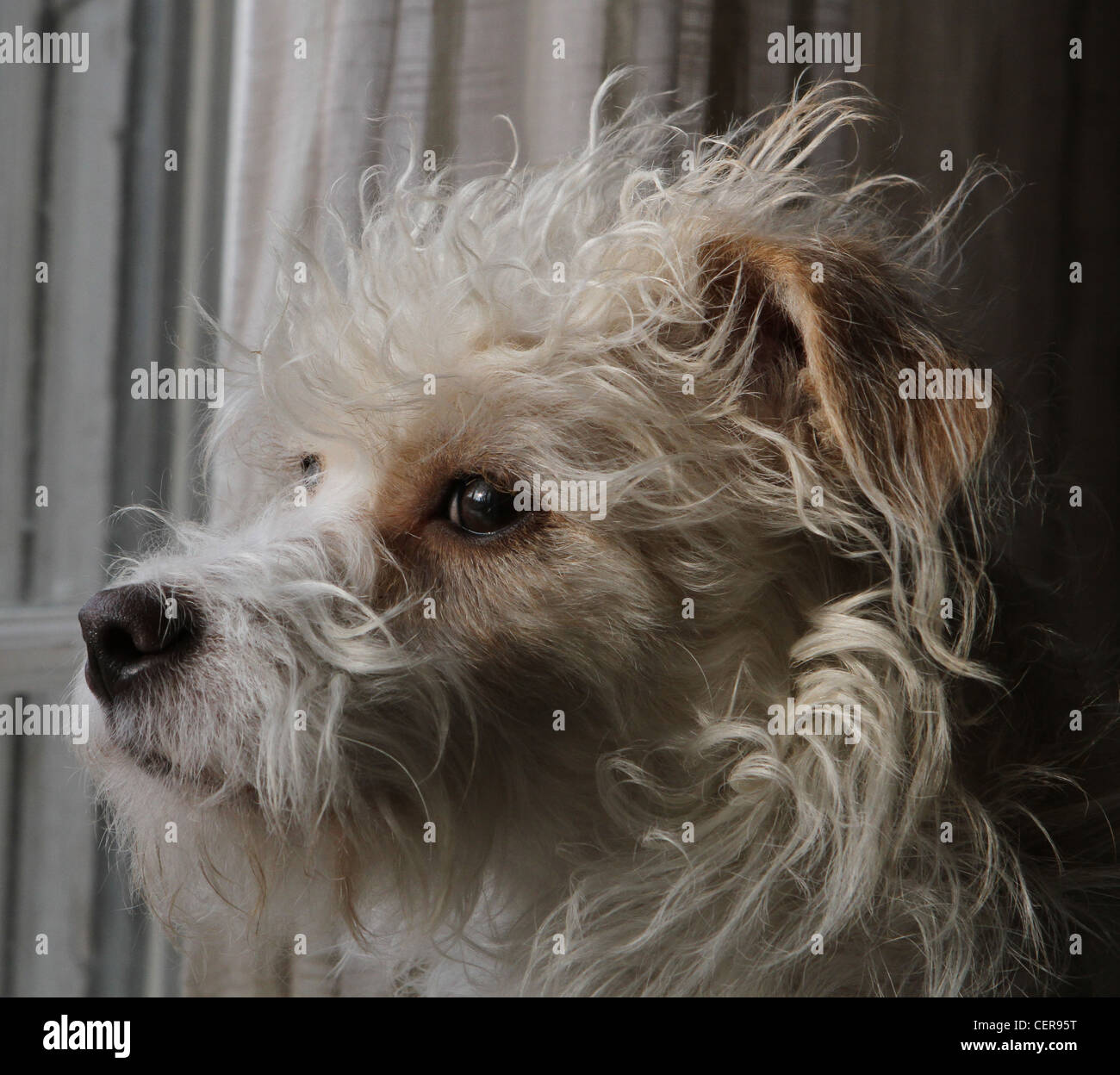 Un gros plan du visage d'un mignon petit chien moelleux. Banque D'Images