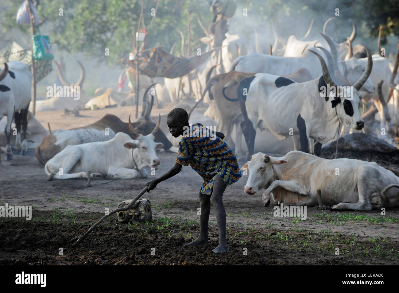 Le SUD DU SOUDAN, région de Bahr al Ghazal , l'état des lacs, tribu Dinka avec vaches zébu bovins en camp près de Rumbek Banque D'Images