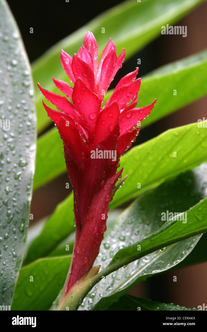 Les fleurs exotiques de gingembre rouge une fleur avec des gouttelettes  d'eau sur ses pétales rose vif et vert feuilles Apsana Photo Stock - Alamy