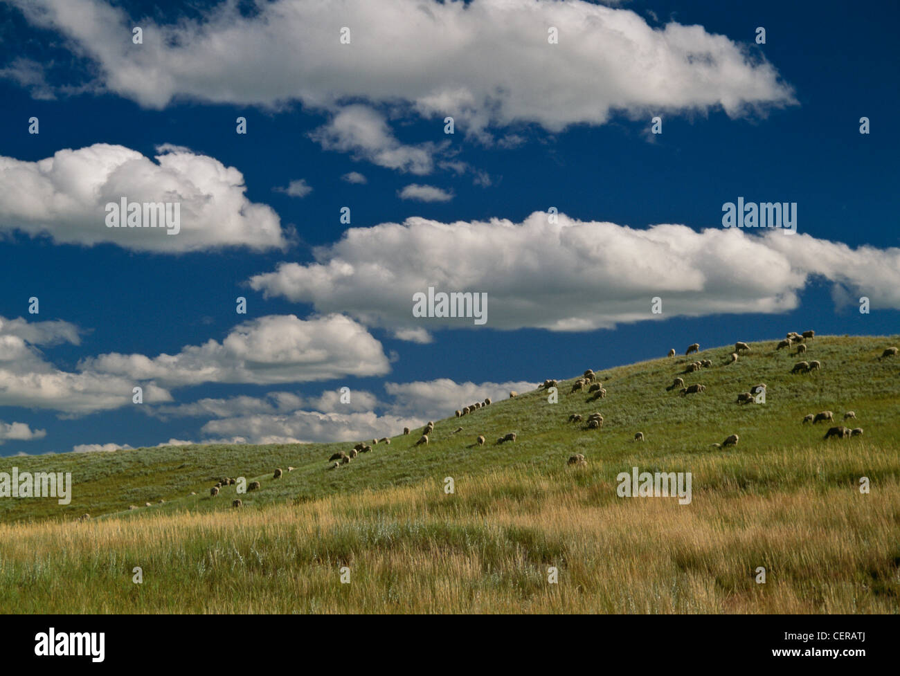 Moutons sur hills in rural South Dakota Banque D'Images