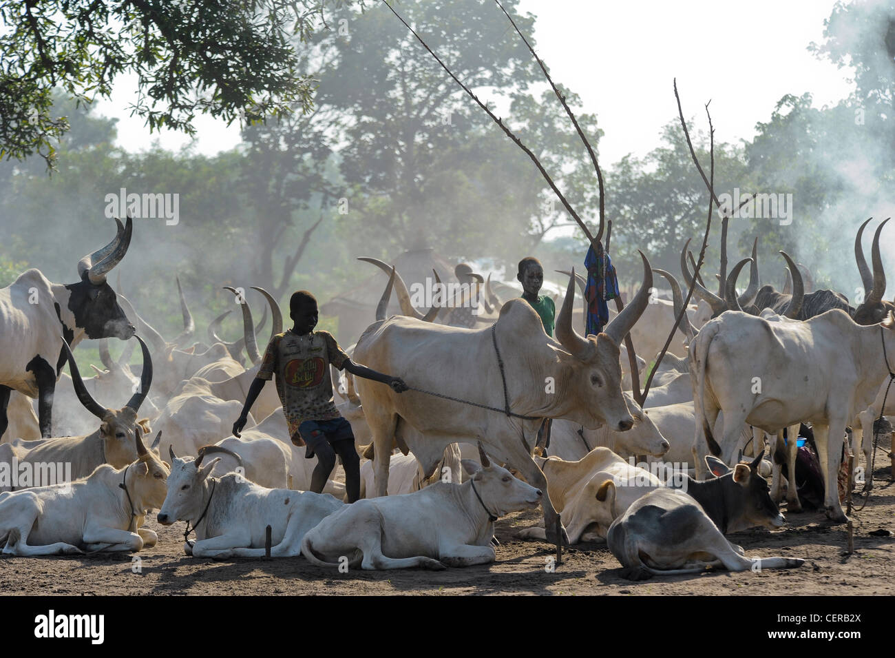 Le SUD DU SOUDAN, région de Bahr al Ghazal , l'état des lacs, tribu Dinka avec vaches zébu bovins en camp près de Rumbek Banque D'Images