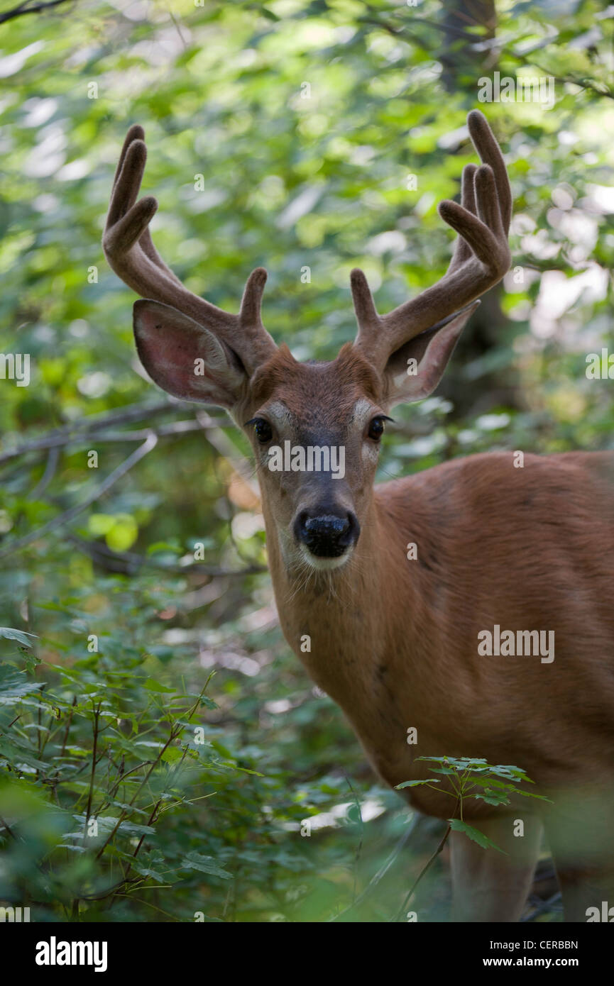 Le cerf mulet dans le parc national de Yellowstone au Wyoming Banque D'Images