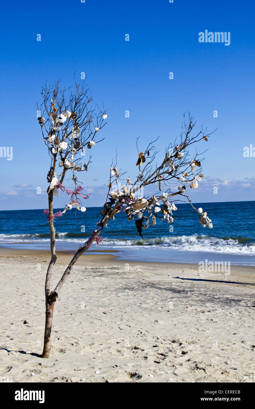 Un membre de l'arbre décoré de coquillages et d'arcs le long de l'océan Atlantique mer plage à Assateague Island Motor Inn Virginia Banque D'Images
