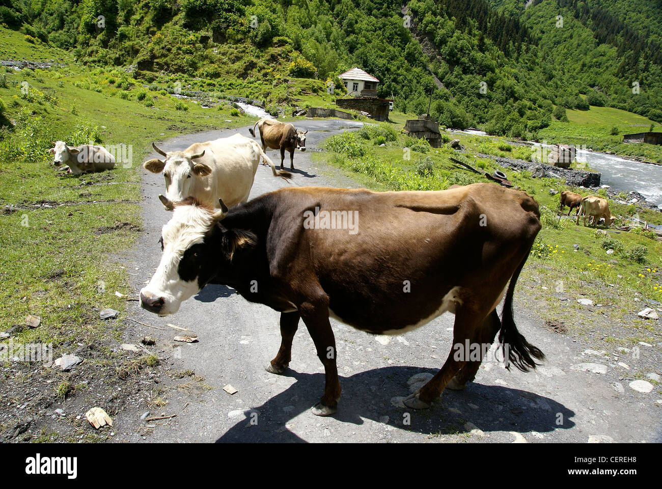 La Géorgie, Région de Svaneti, Banque D'Images