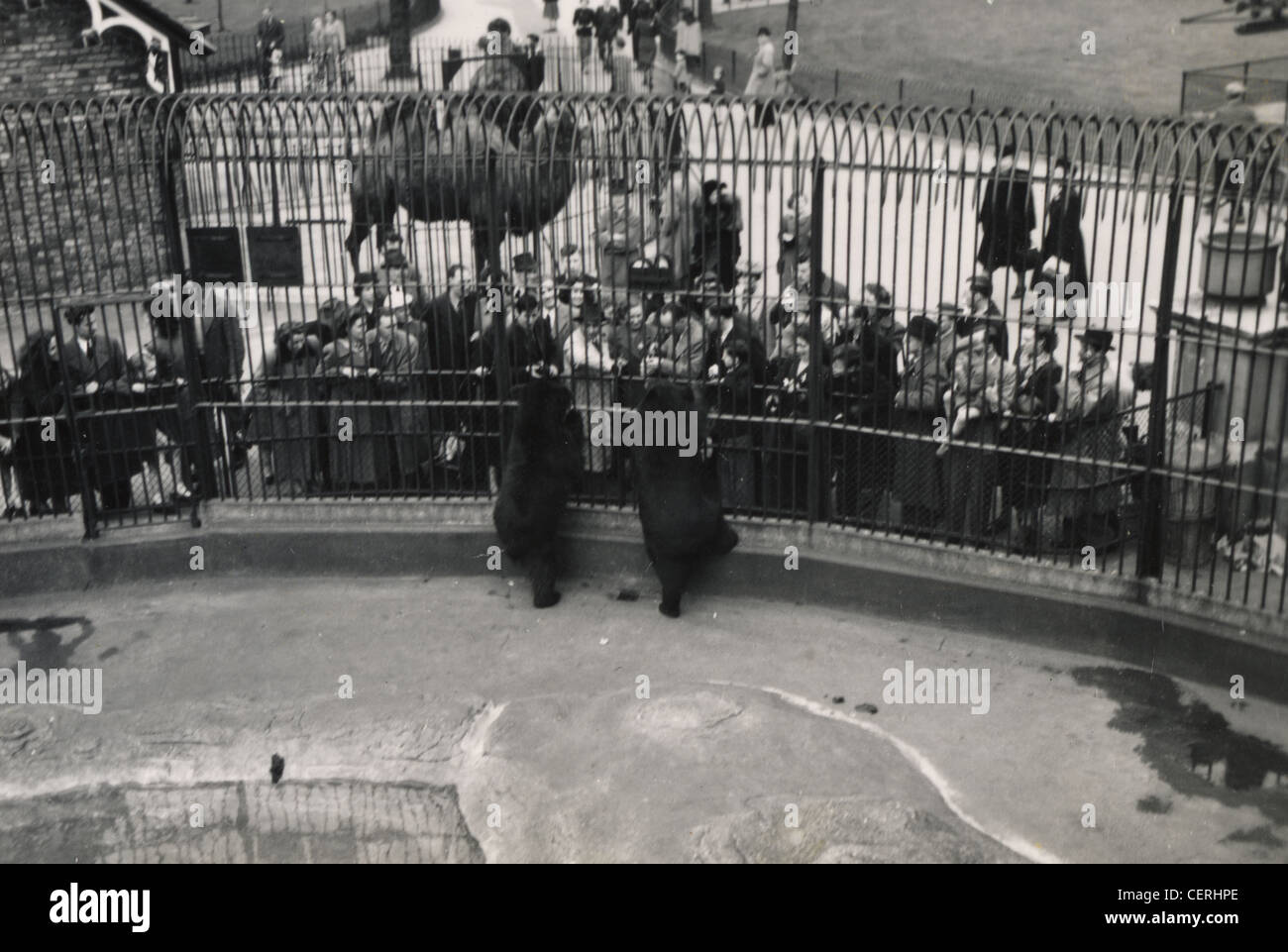 Cage de l'ours à Londres ( ?) Zoo (c1945) Banque D'Images