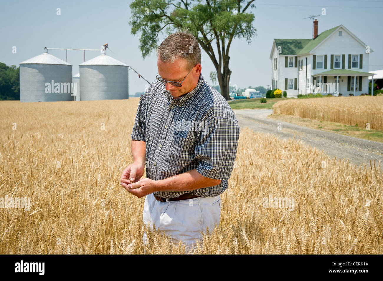 Producteur de grain inspecter le grain récolte dans le champ Banque D'Images