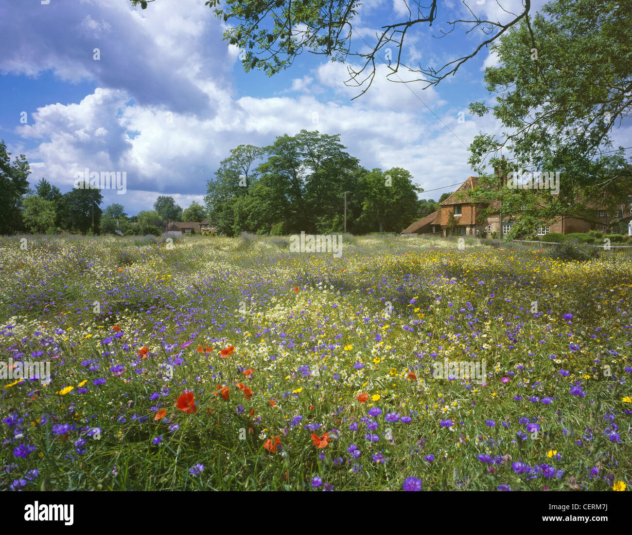 Un champ de fleurs sauvages dans le Hampshire. Banque D'Images