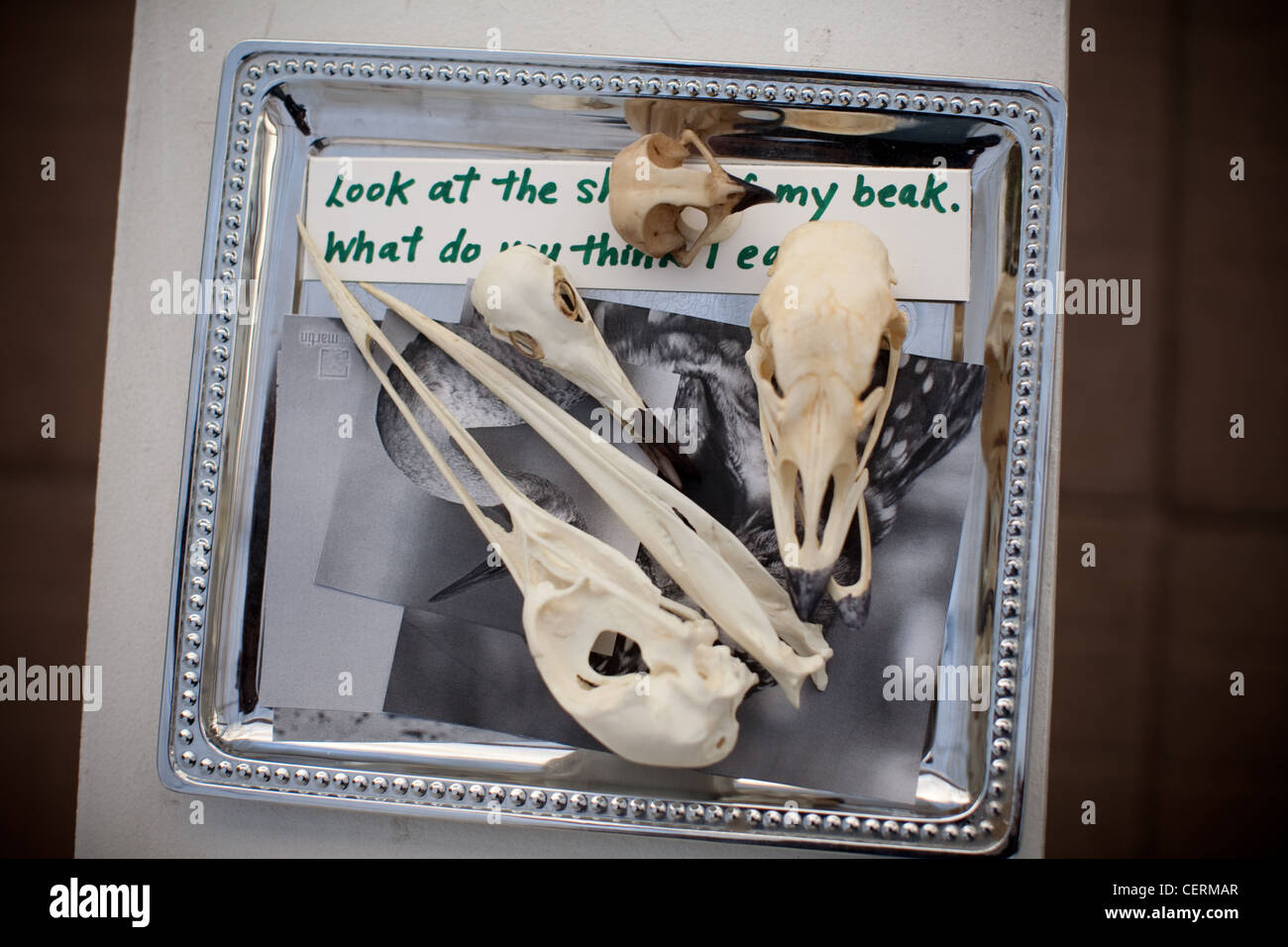 Les crânes d'oiseaux affiche dans une classe de sciences élémentaires Banque D'Images