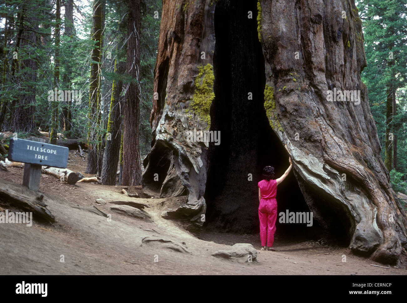 Arbre généalogique de télescope, le séquoia géant arbre, Mariposa Grove, Yosemite National Park, Californie Banque D'Images