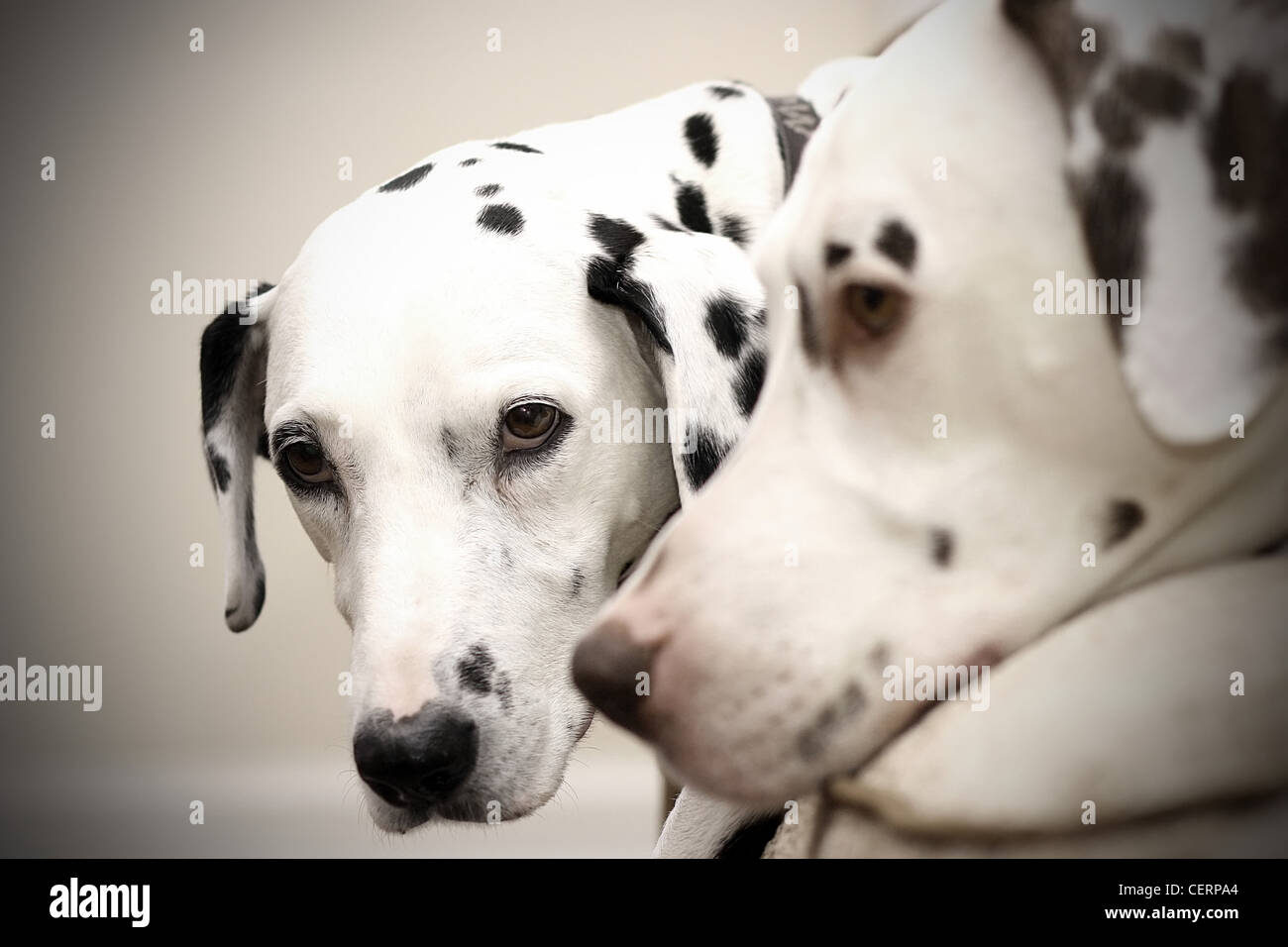 Dalmatien mignon sur le canapé Banque D'Images