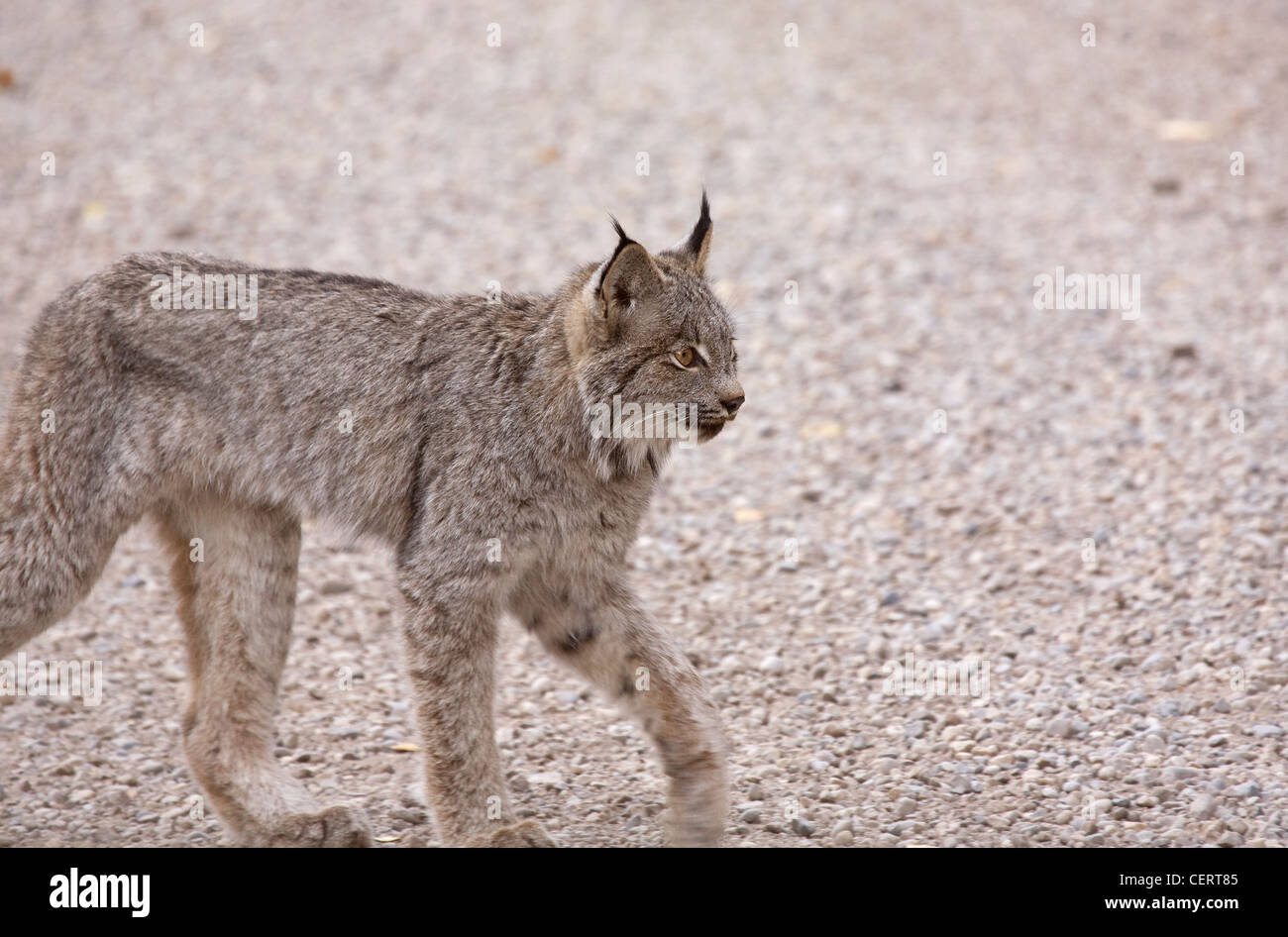 Rocky Mountain Canada Alberta Lynx jeunes Fermer Banque D'Images
