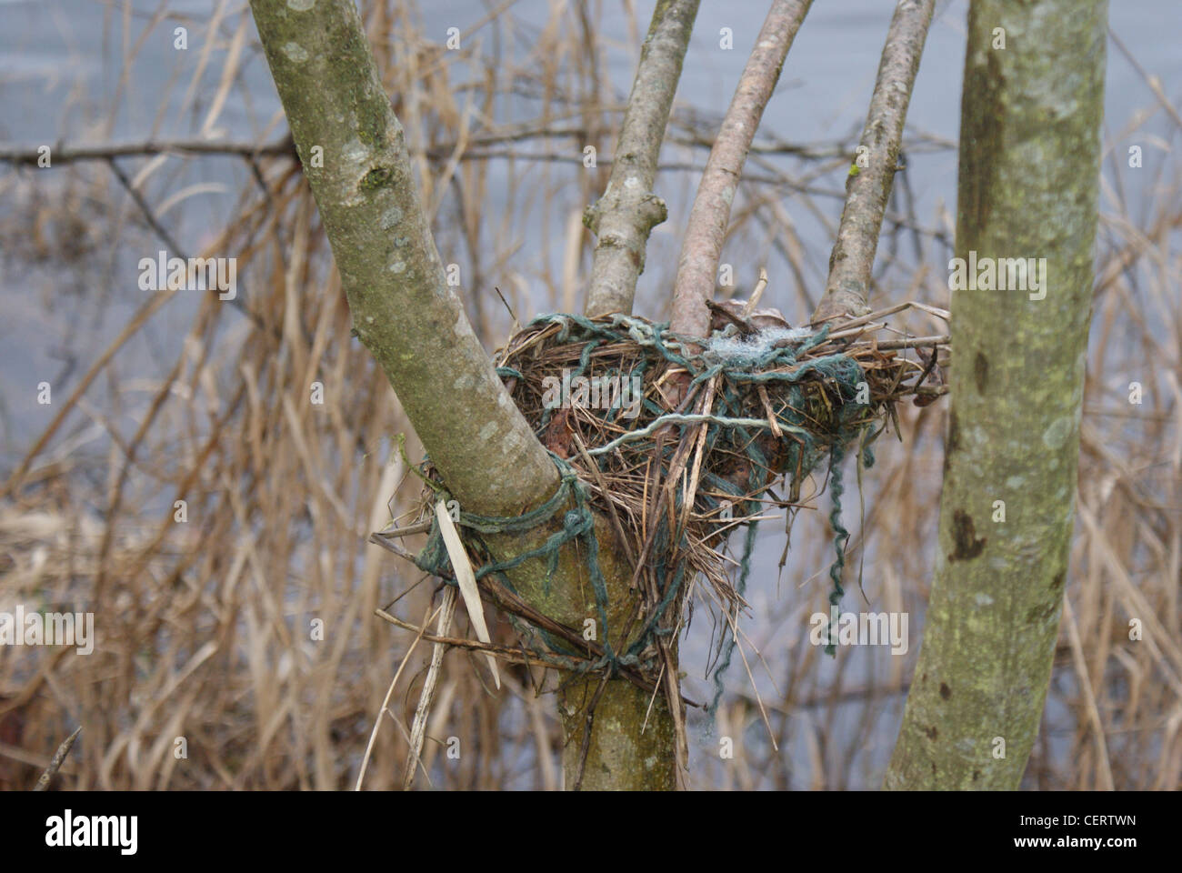 Les oiseaux nichent dans l'arbre avec chaîne utilisée dans elle. Banque D'Images