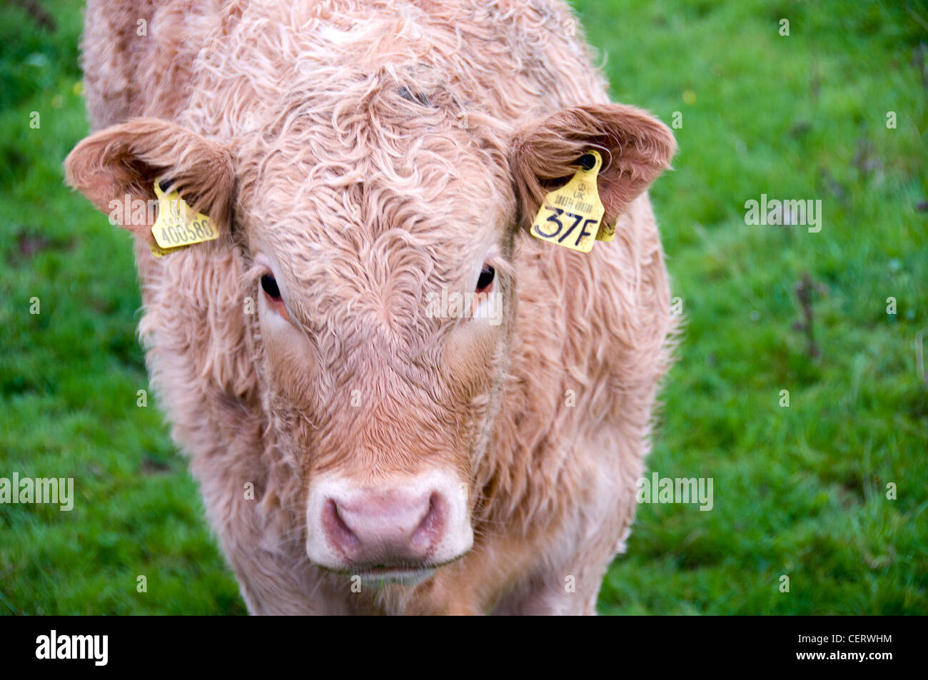 Vache avec des étiquettes d'identification dans les oreilles Banque D'Images