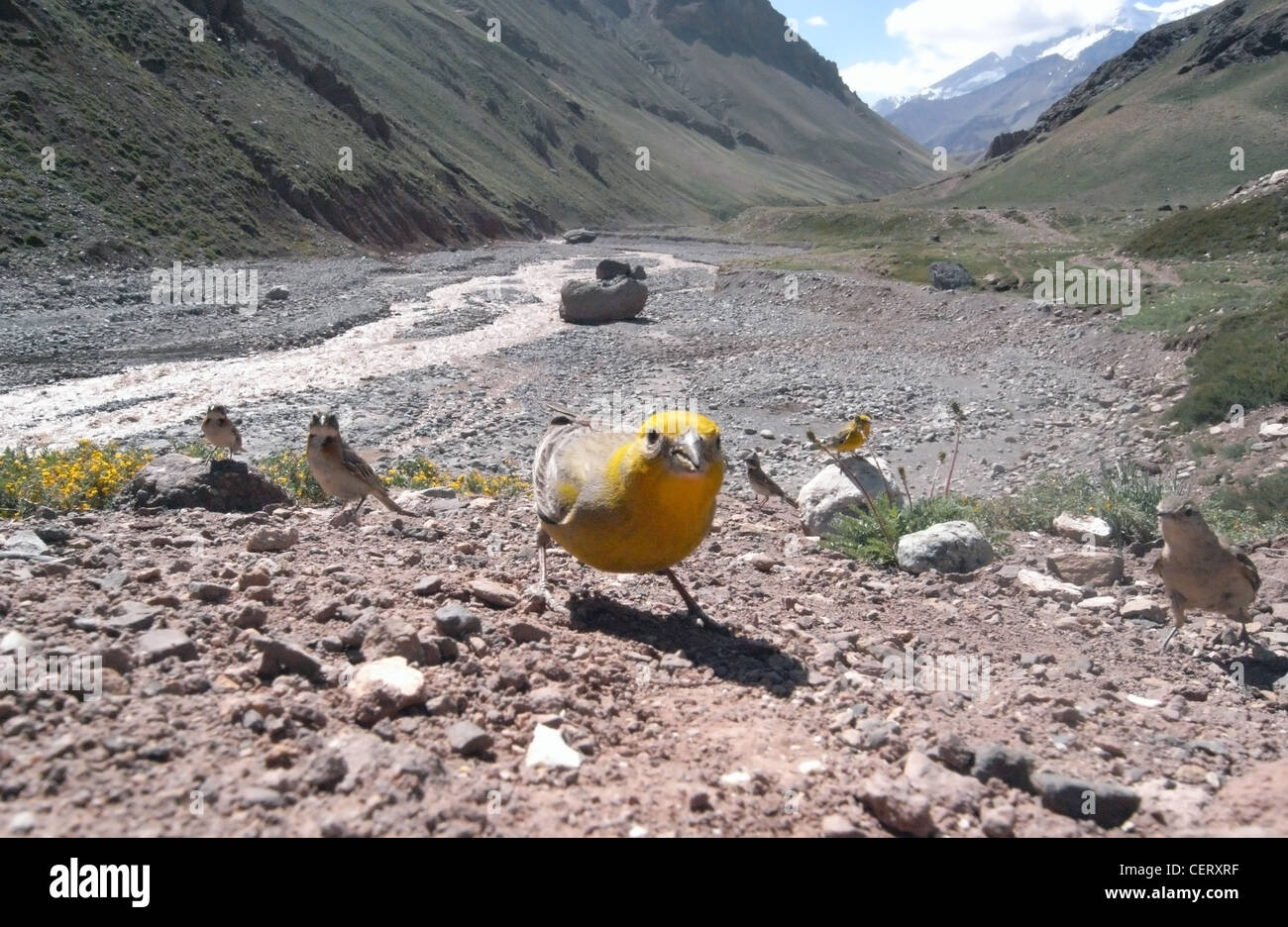 Plus de Yellow-finch (Sicalis auriventris) ci-dessous, de l'Aconcagua Aconcagua Parc National, l'Argentine Banque D'Images