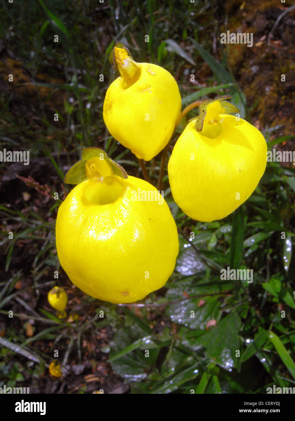 Le Calceolaria (orchidée sabot jaune sp.) dans les forêts du Parc National Lanin, Neuquen, Argentine Banque D'Images
