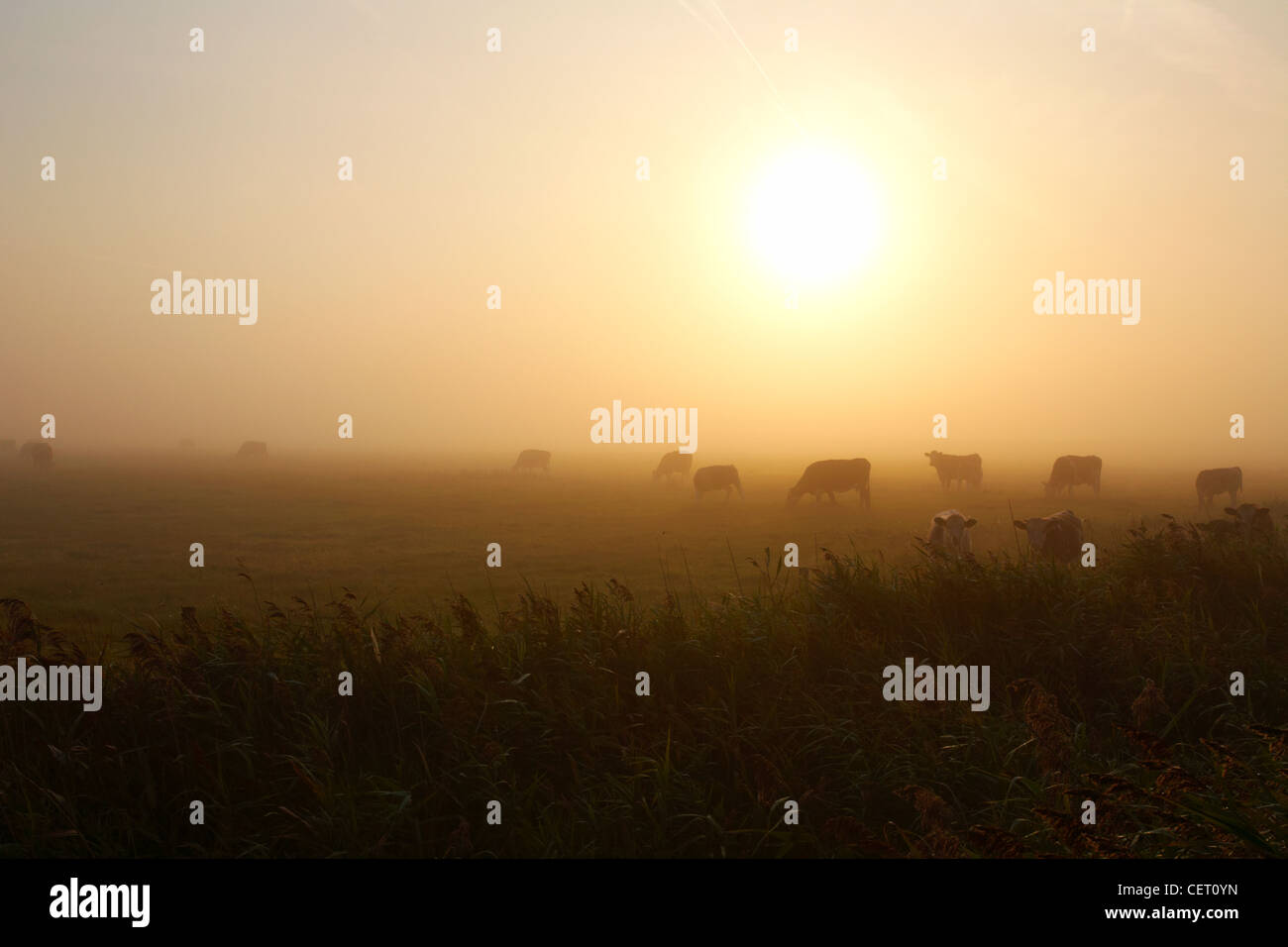L'engraissement de bovins sur les marais brumeux à Horsey ci-dessous le soleil levant. Banque D'Images