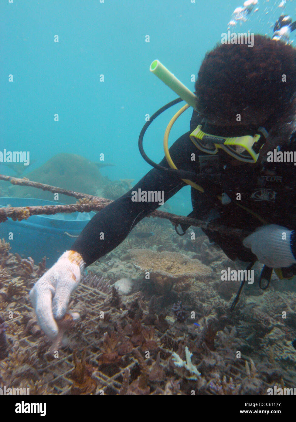 Plongeur locaux travaillant sur la ferme de corail, les îles Fidji. Pas de monsieur ou PR Banque D'Images