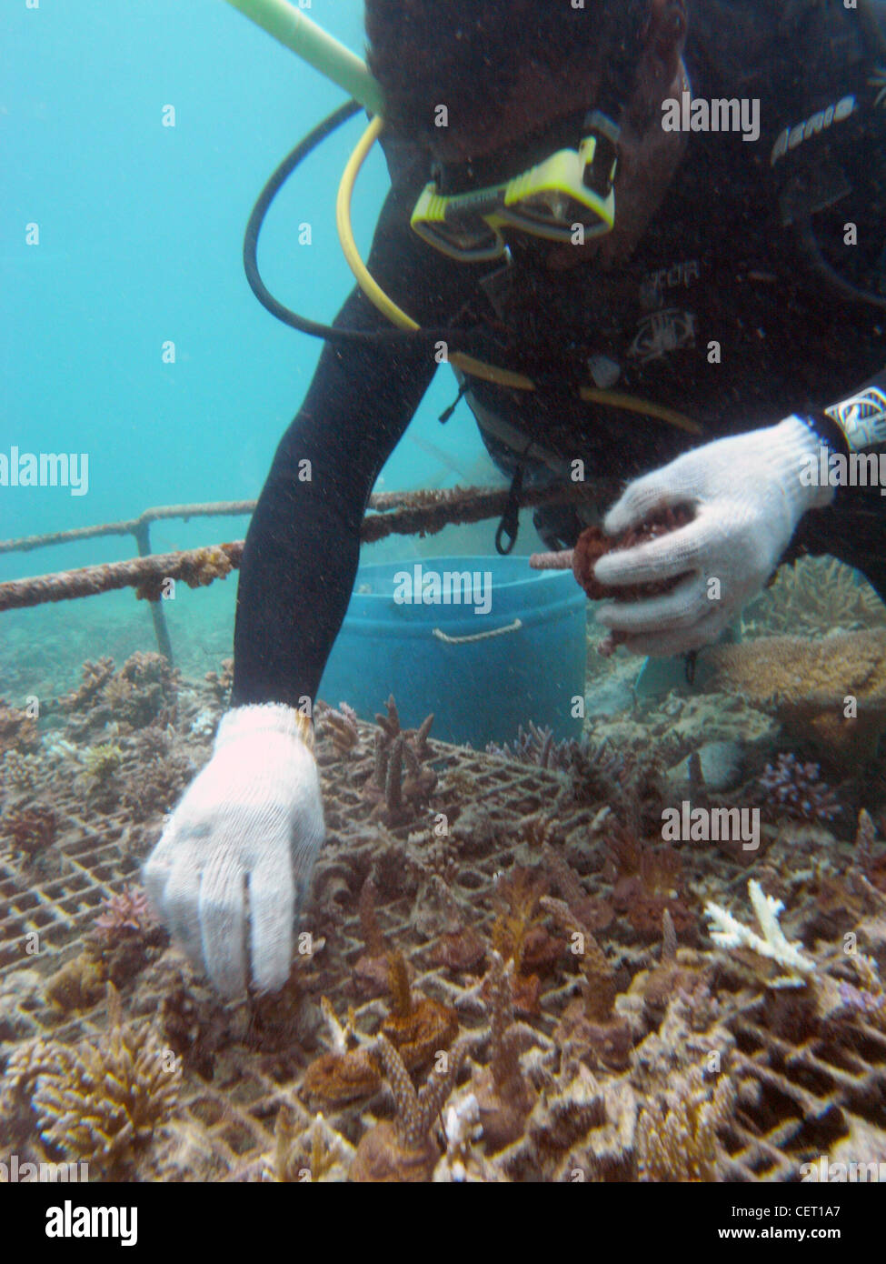 Plongeur locaux travaillant sur la ferme de corail, les îles Fidji. Pas de monsieur ou PR Banque D'Images