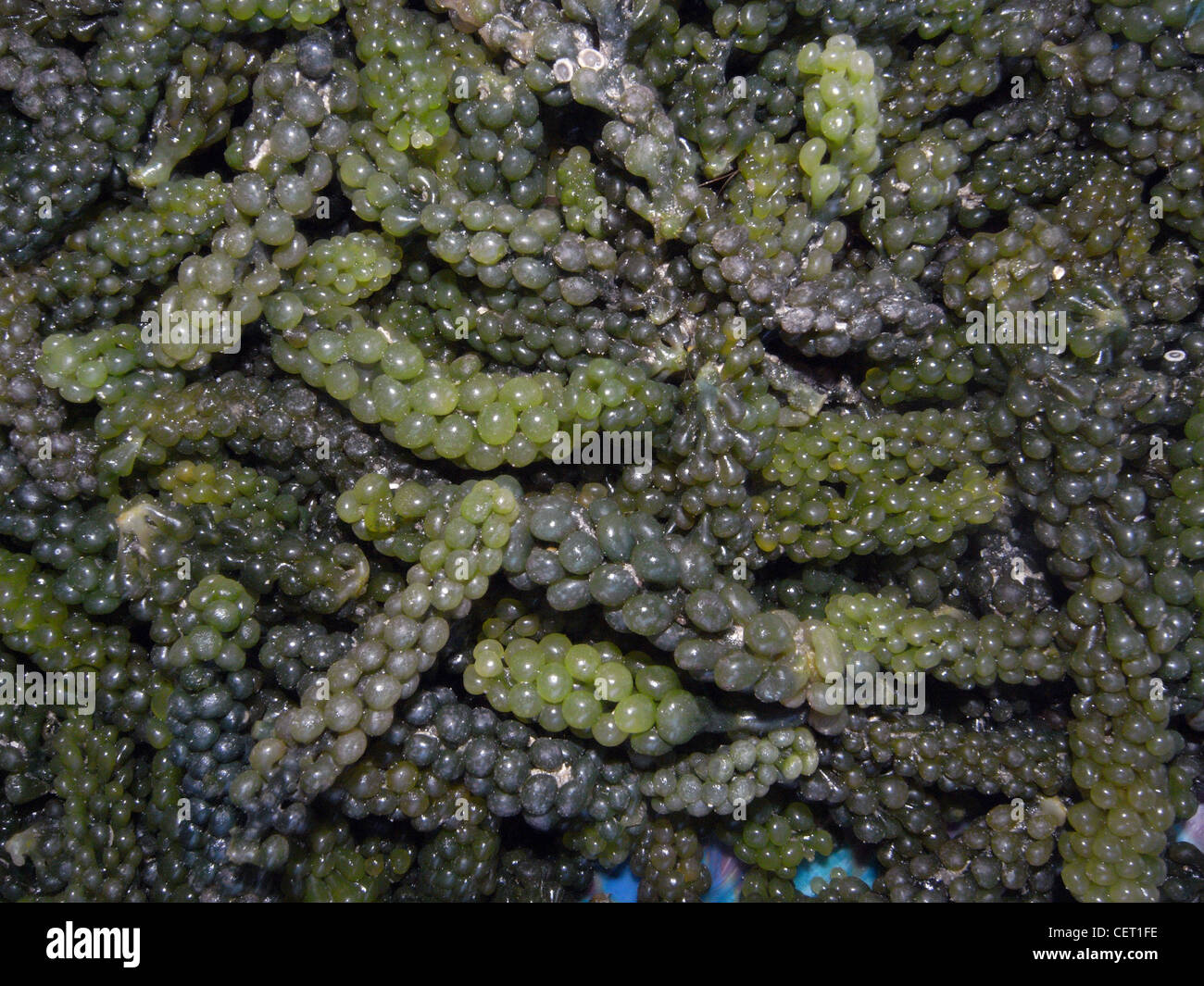 Les algues comestibles récoltés localement (Caulerpa racemosa, également connu sous le nom de caviar vert) pour la vente au marché de Lautoka, Fidji Banque D'Images