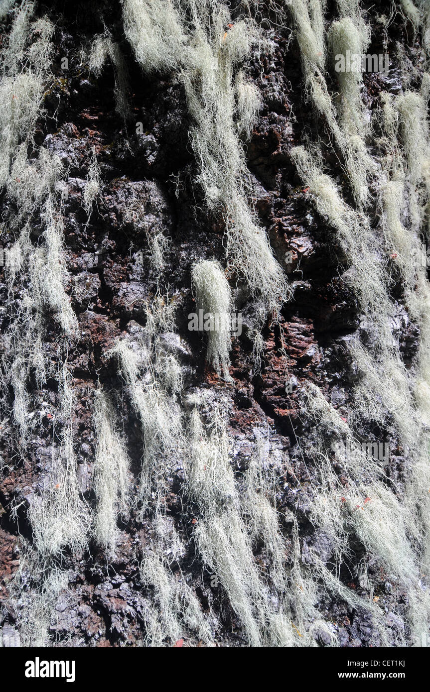 La barbe de lichens poussant sur monkey puzzle (Araucaria araucana) arbre, Parc National Lanin, Neuquen, Argentine Banque D'Images