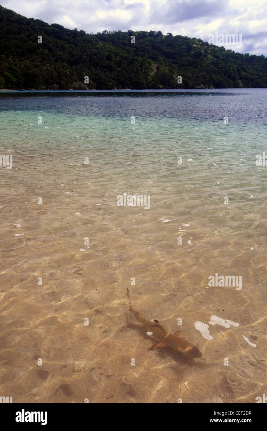 Petit requin requin (Carcharhinus melanopterus) dans les eaux peu profondes, Vanua Levu, Fidji Banque D'Images