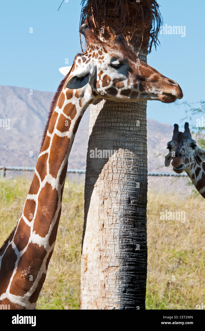 Une girafe, jeunes et adultes à la recherche d'ombre à la Le Zoo Living Desert, Palm Desert, Californie. (Giraffa camelopardalis) Banque D'Images