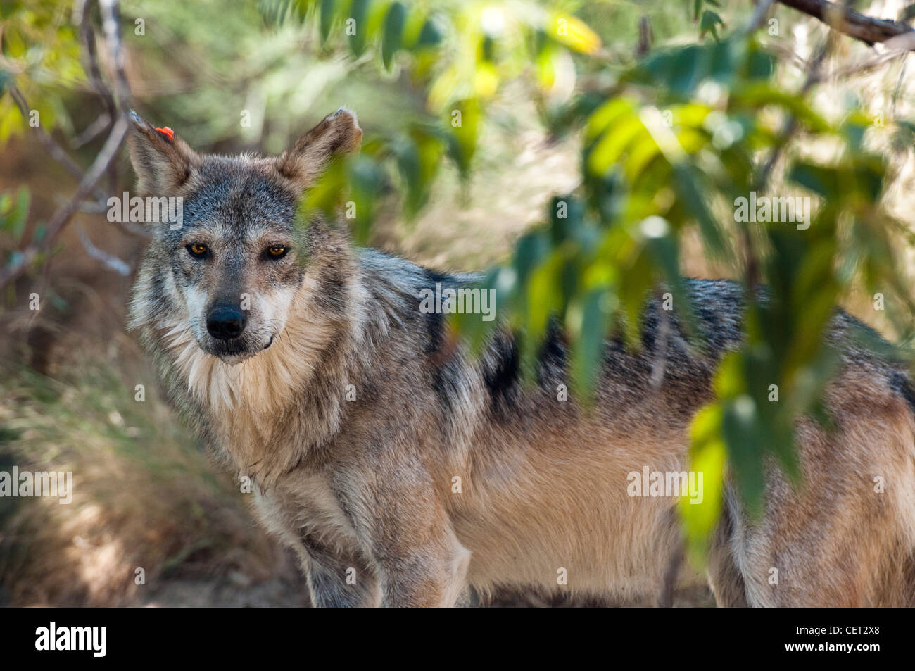 Mexicain en captivité Loup gris (Canis lupus baileyi) dans un habitat sur le 'Zoo Living Desert' à Palm Desert en Californie. Banque D'Images