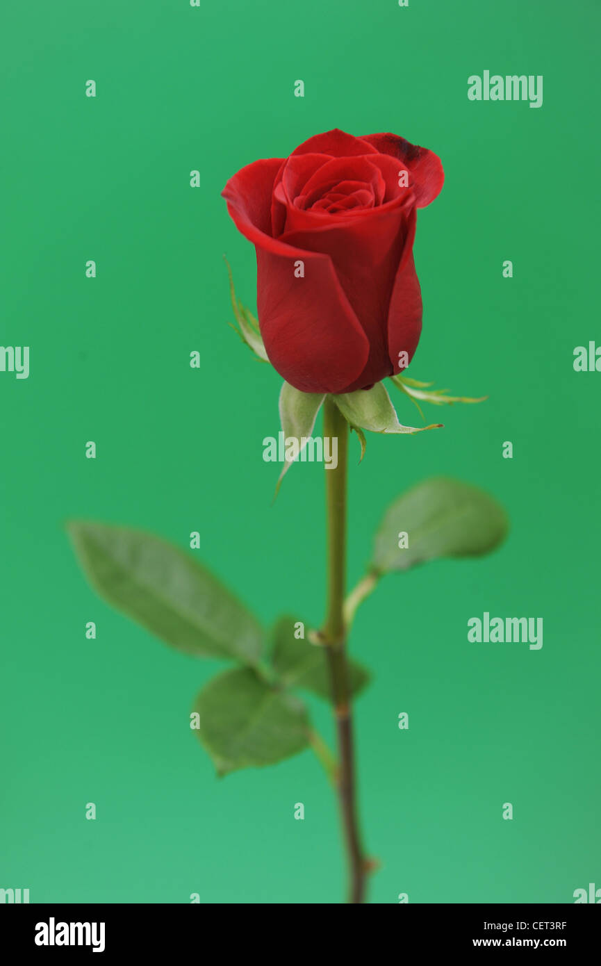 Encore une image de la vie de rose rouge sur fond vert Banque D'Images