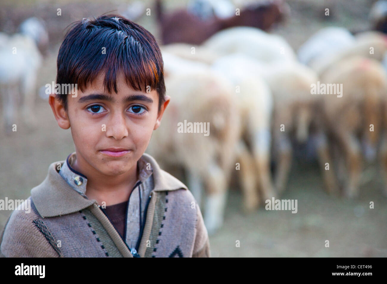 Berger garçon à Islamabad, Pakistan Banque D'Images