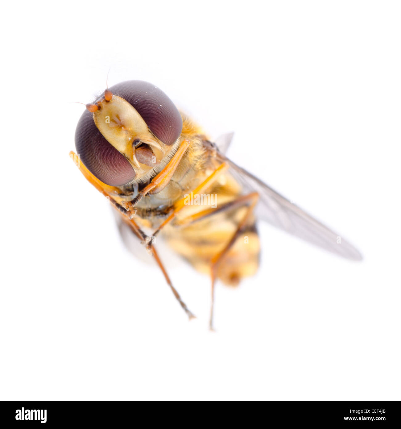 Fly hoverfly insecte isolé sur whiite Banque D'Images