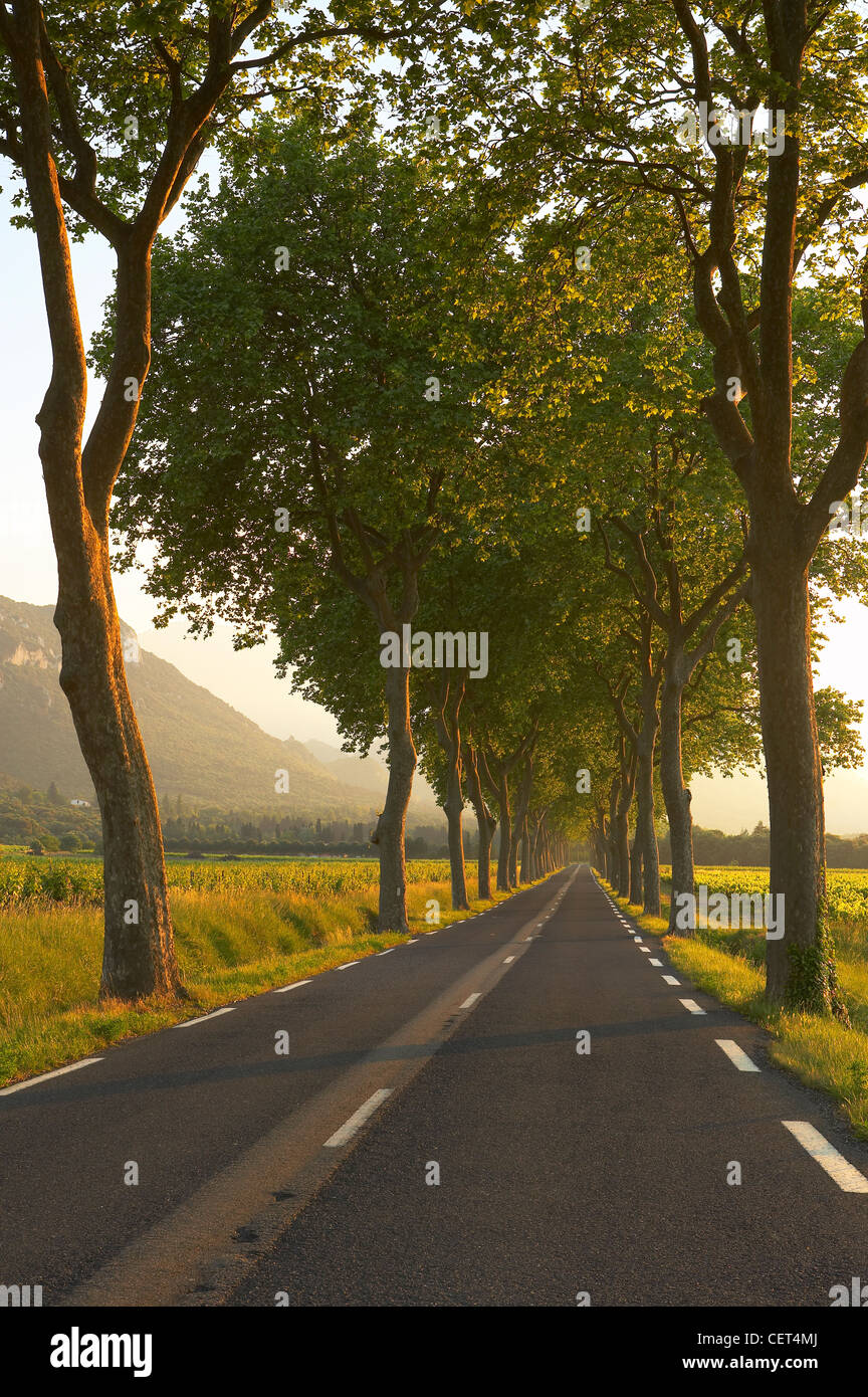 Route bordée d'une allée d'arbres dans le Val du Fenouillet, Languedoc, France Banque D'Images
