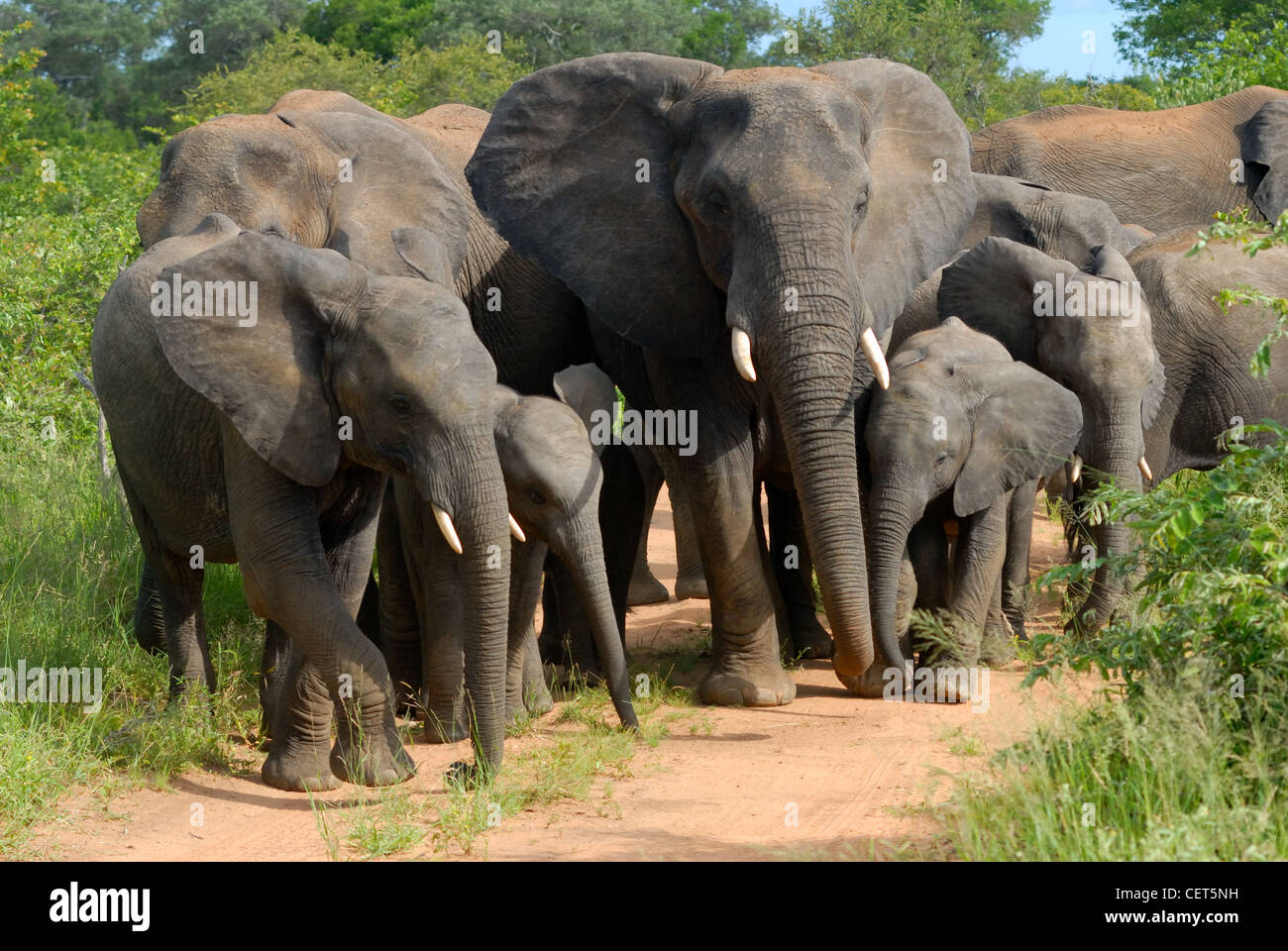 Troupeau d'éléphants africains Banque D'Images