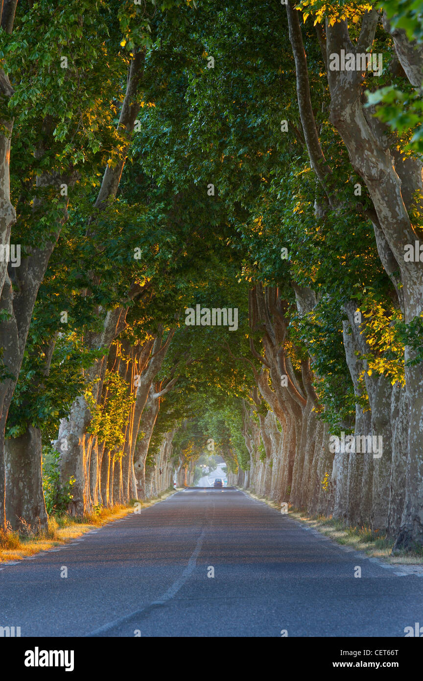 Route bordée d'arbres nr Gignac, Languedoc, France Banque D'Images