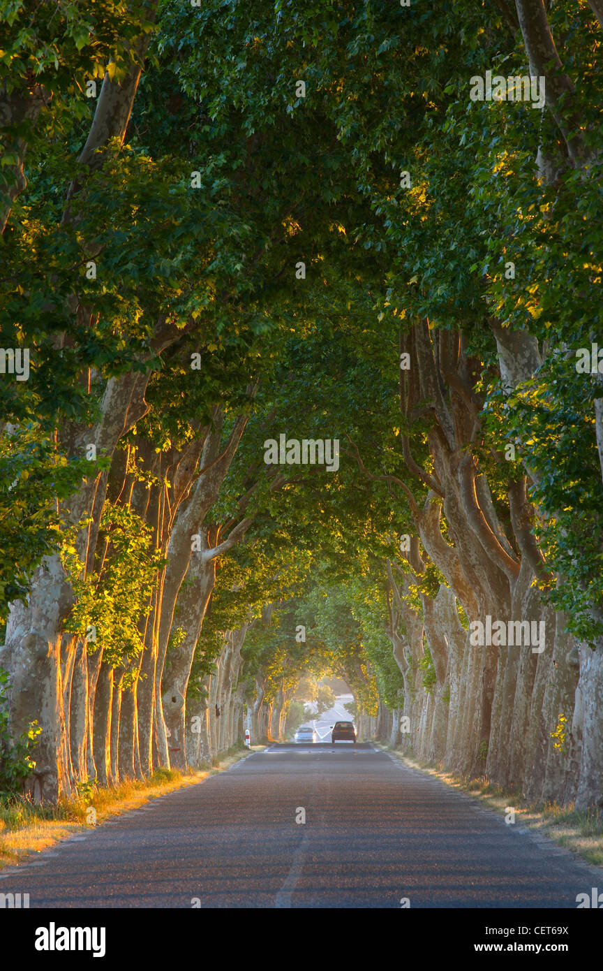 Route bordée d'arbres nr Gignac, Languedoc, France Banque D'Images