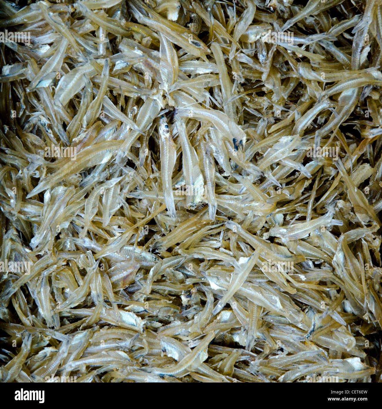 Friture de Poissons d'argent Banque D'Images