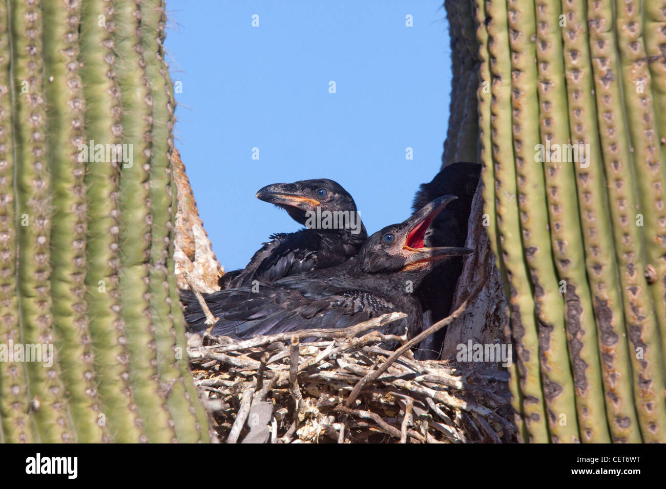 Grand Corbeau Corvus cryptoleucus Chihuahuan Tucson, comté de Pima, Arizona, United States 31 Corvidae juvénile mai Banque D'Images