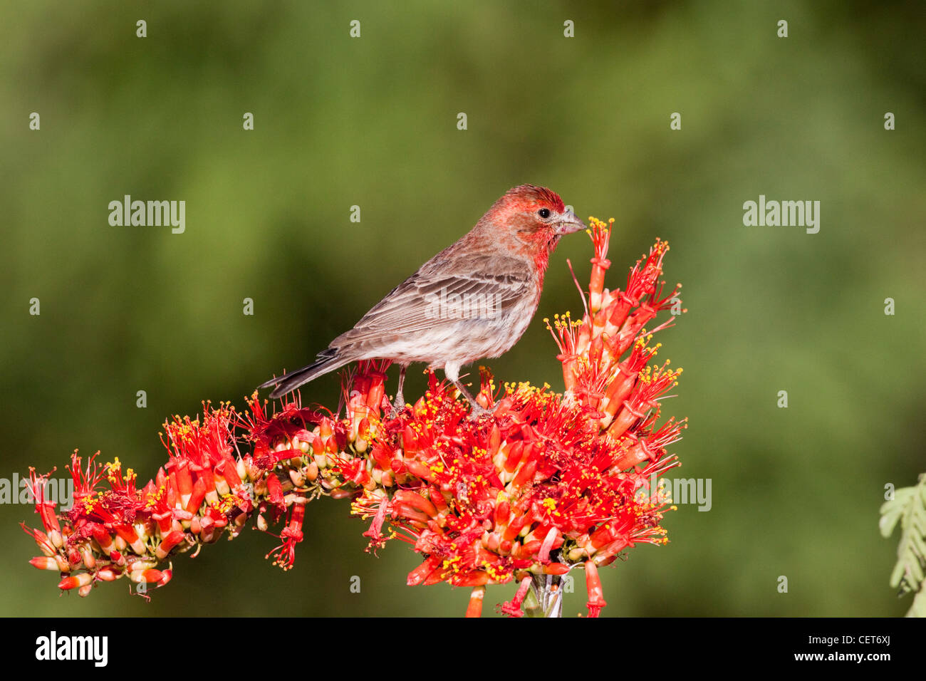 Roselin familier Carpodacus mexicanus Amado, dans le comté de Santa Cruz, Arizona, United States 7 mâle adulte peut Banque D'Images