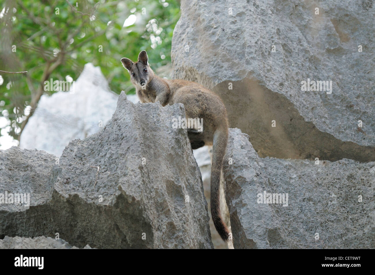 Petrogale inornata Wallabies sans fioritures des profils photographié dans le Queensland, Australie Banque D'Images