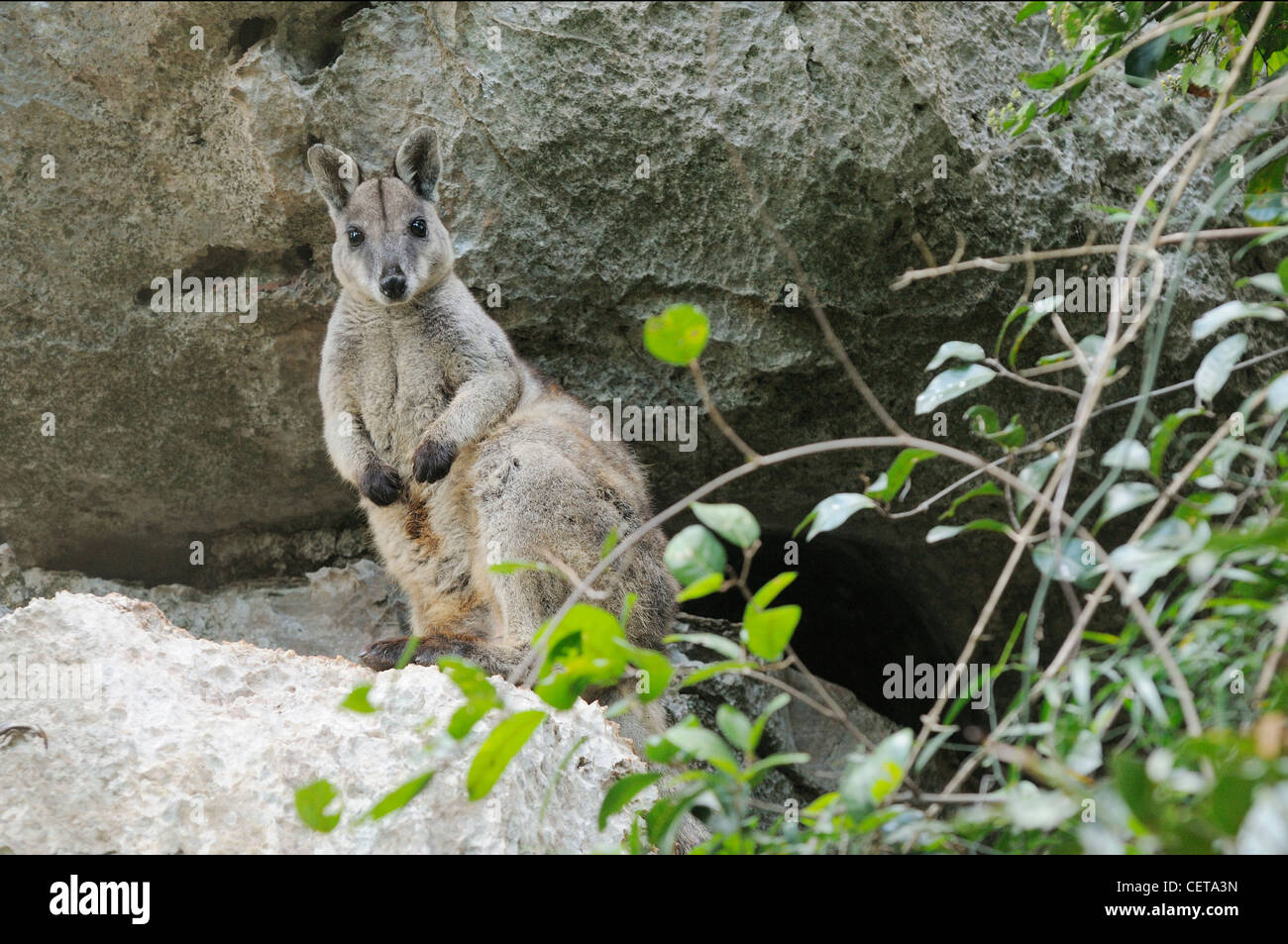 Petrogale inornata Wallabies sans fioritures des profils photographié dans le Queensland, Australie Banque D'Images
