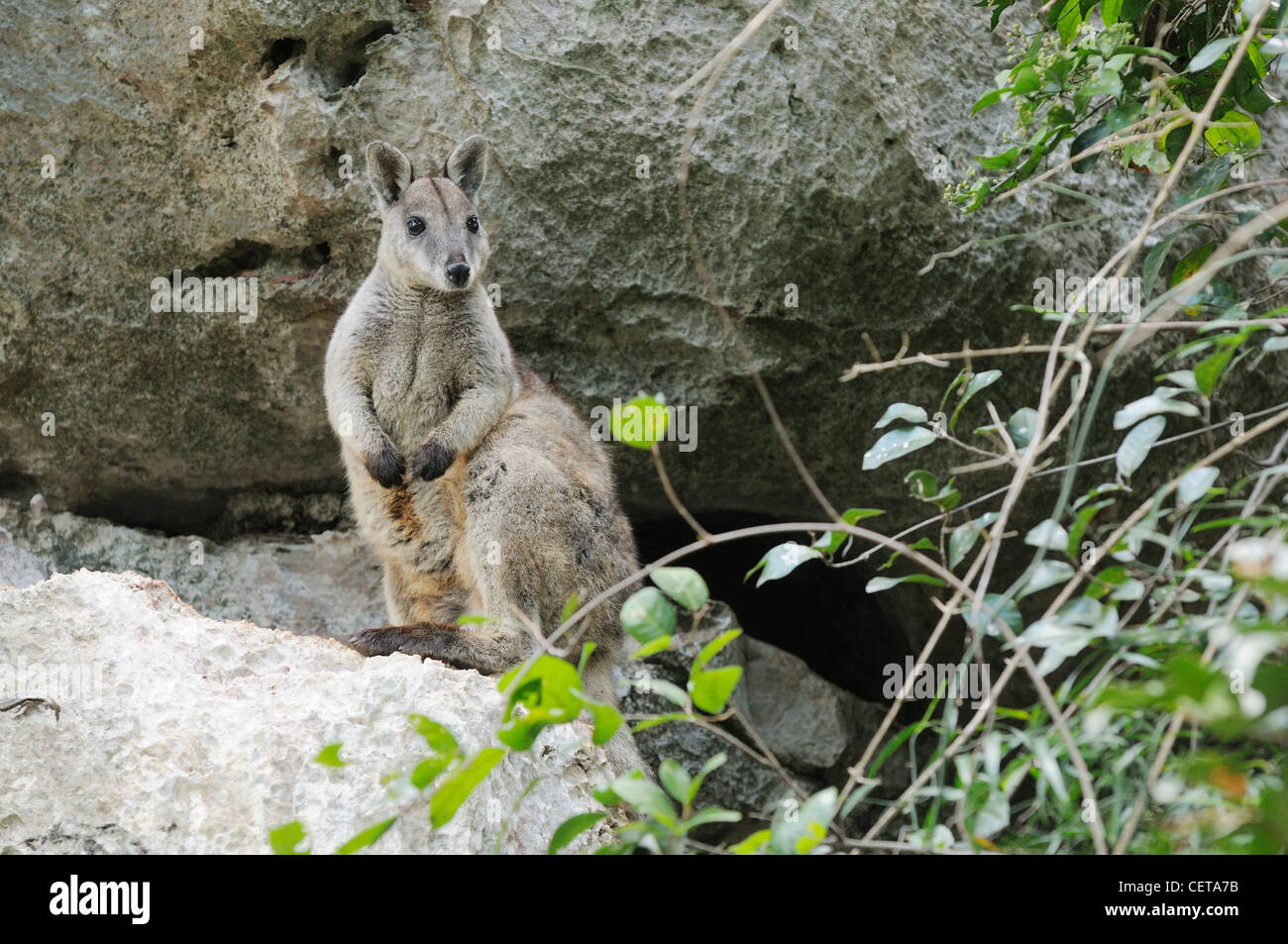 Petrogale inornata Wallabies sans fioritures des profils photographié dans le Queensland, Australie Banque D'Images