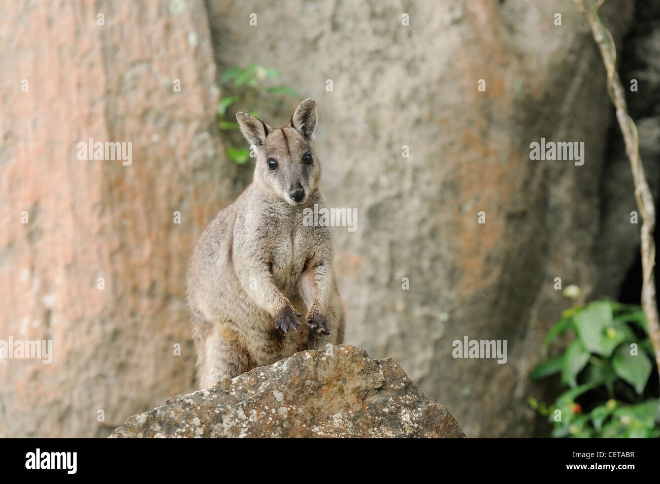 Petrogale inornata Wallabies sans fioritures des profils photographié dans le Queensland, Australie Banque D'Images